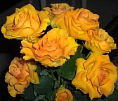 Gelbe Blumen