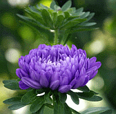 Violette Kaktusblüte